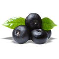 Black Plum